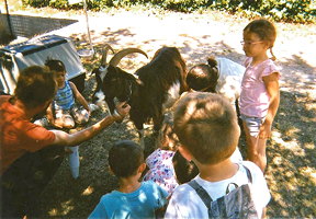 Atelier traite des chèvres