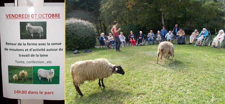 Affiche et moutons