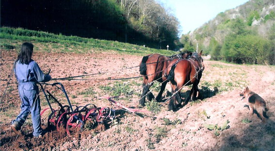 labour avec chevaux